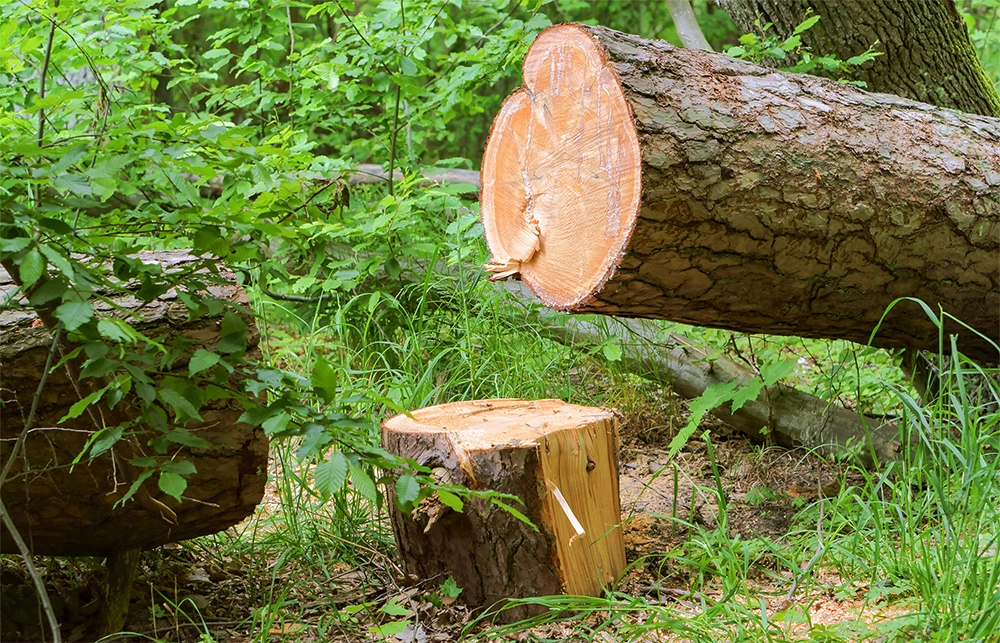projekt nasadzeń zastępczych